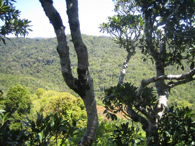 Bushfires and Treetop walking