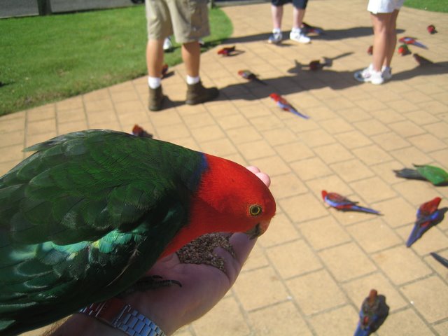 O'Reilly's: Bird feeding