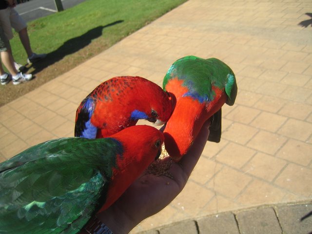 O'Reilly's: Bird feeding