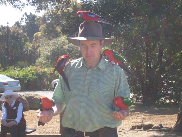 O'Reilly's: Bird feeding