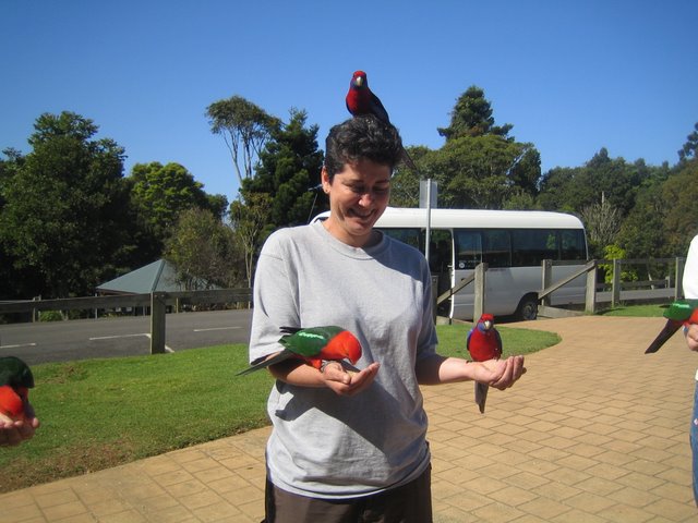 O'Reilly's: Bird feeding