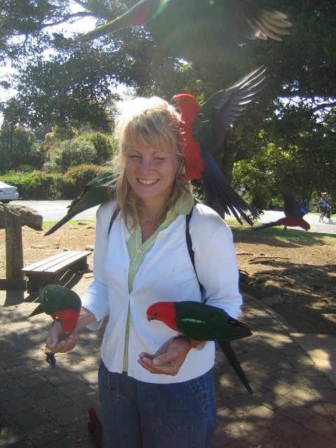 O'Reilly's: Bird feeding