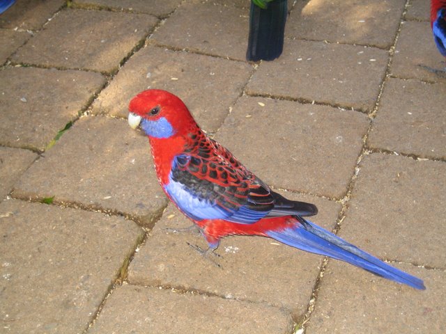 O'Reilly's: Bird feeding