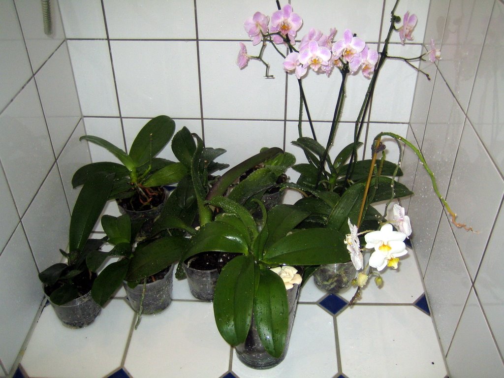 Orchids in the window sil