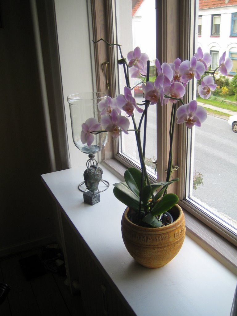 Orchids in the window sil