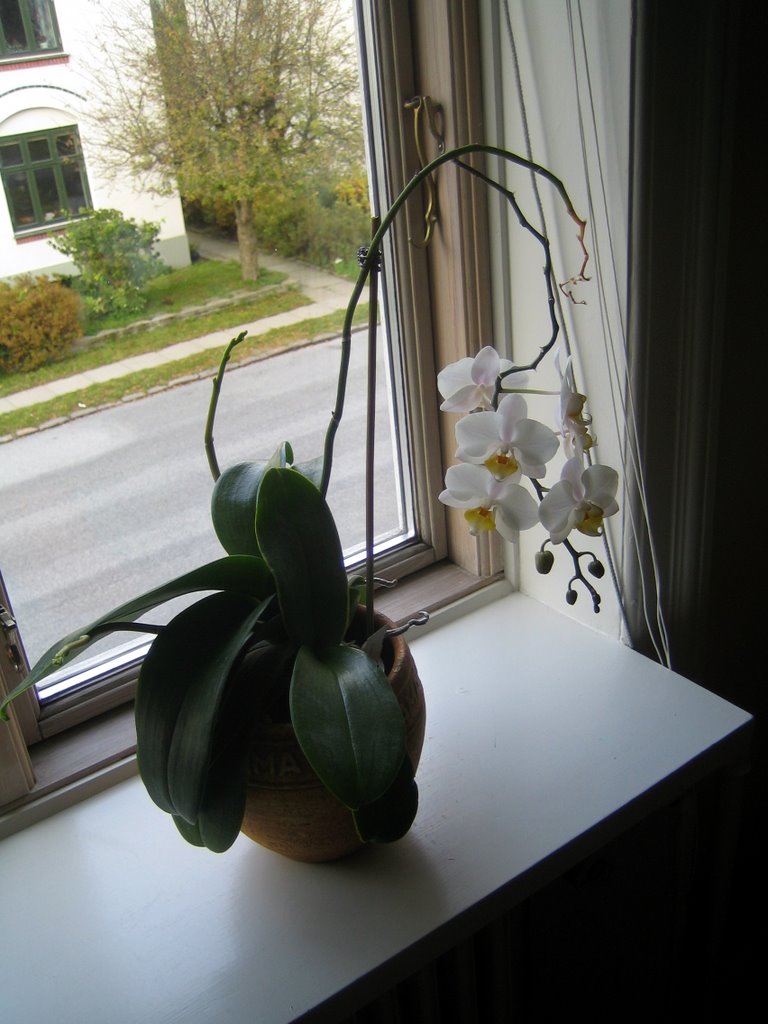Orchids in the window sil