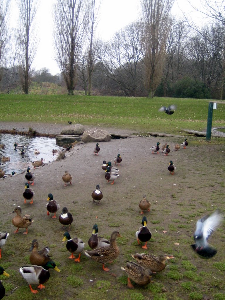 Feeding the ducks at Valby park