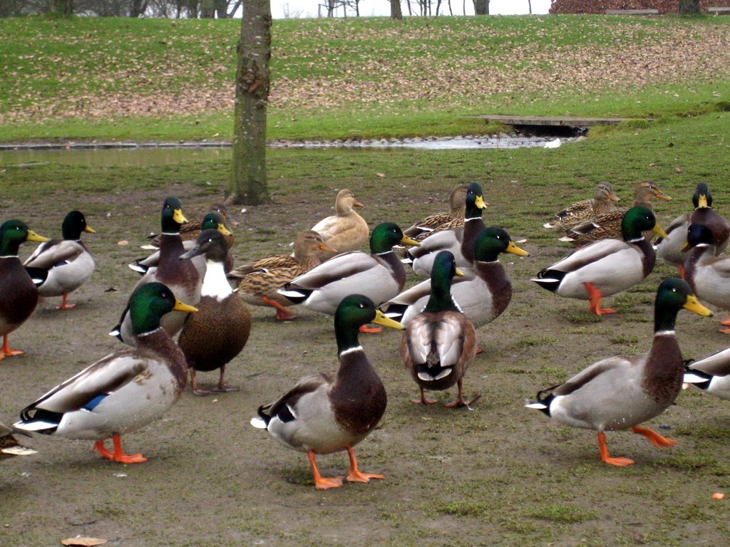 Feeding the ducks at Valby park