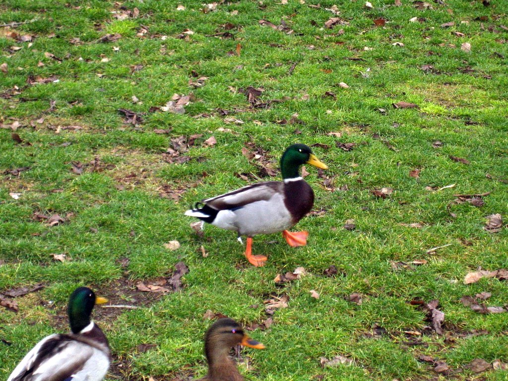 Feeding the ducks at Valby park