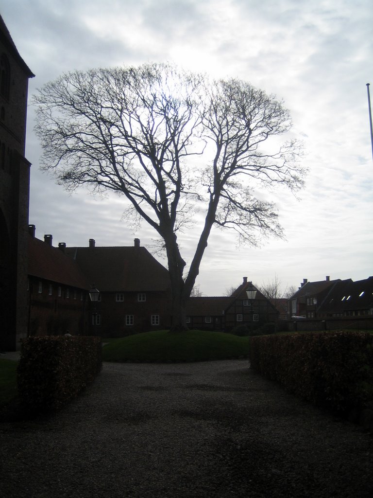 Ribe