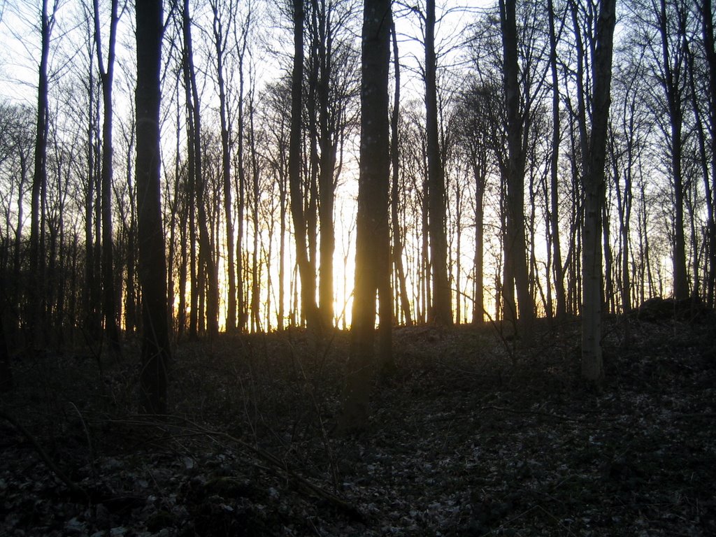 A walk in the forest.