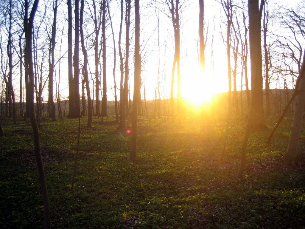 A walk in the forest.
