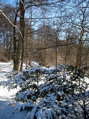 Snow photos