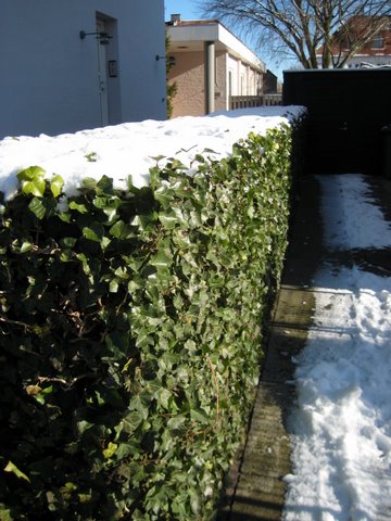 Snow photos