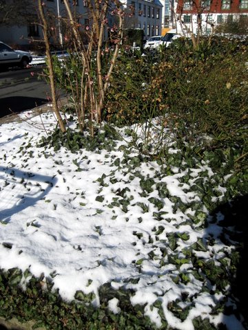 Snow photos