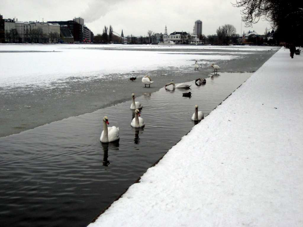 Snow photos February 2008