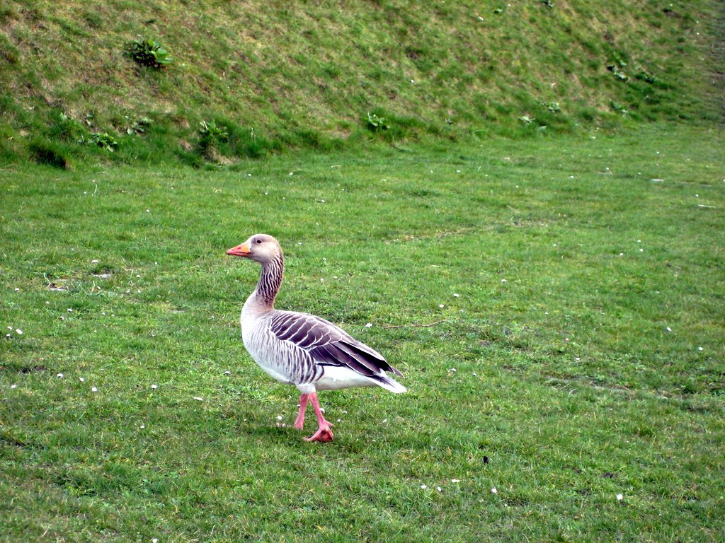 Kastellet and other photos from around CPH