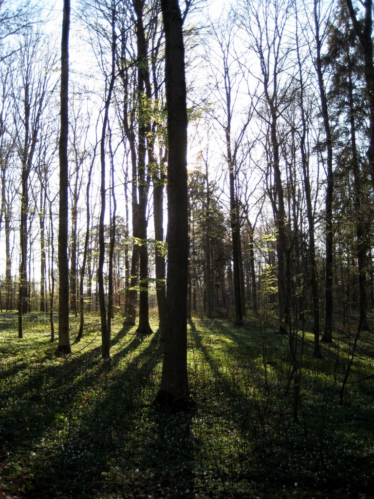 Danish SAD and a walk in the forest.
