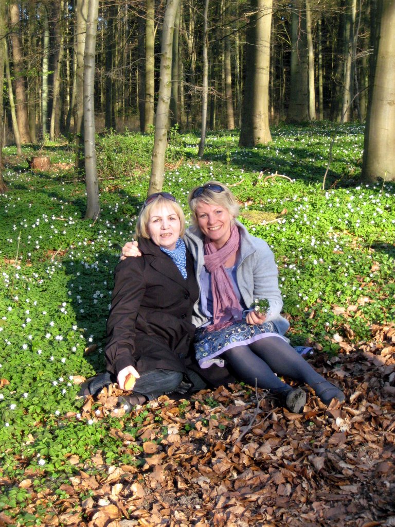 Danish SAD and a walk in the forest.