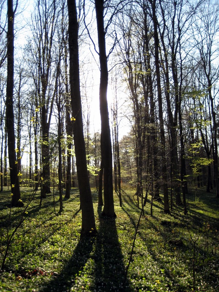 Danish SAD and a walk in the forest.