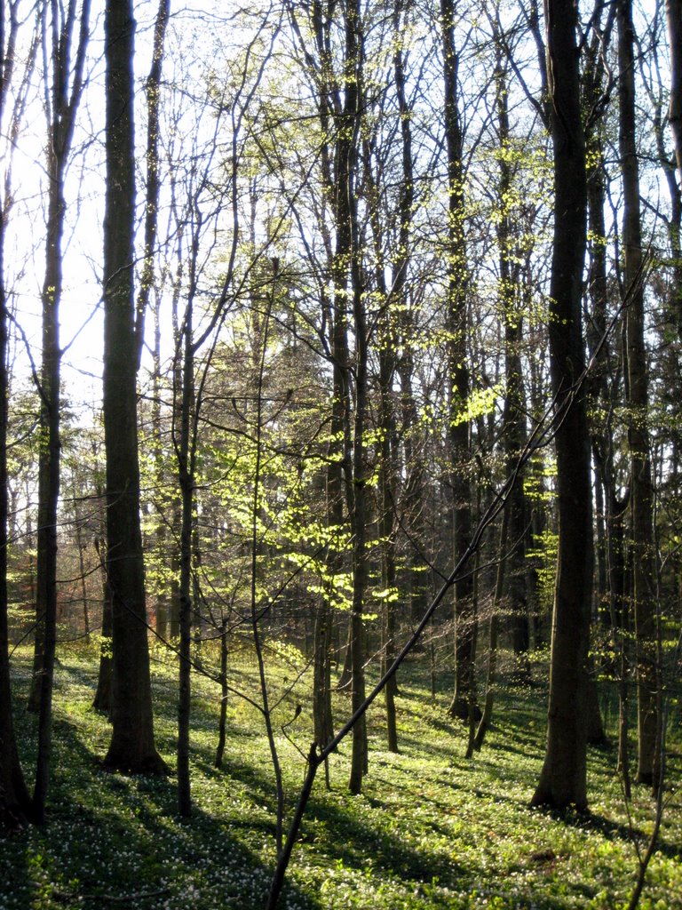 Danish SAD and a walk in the forest.
