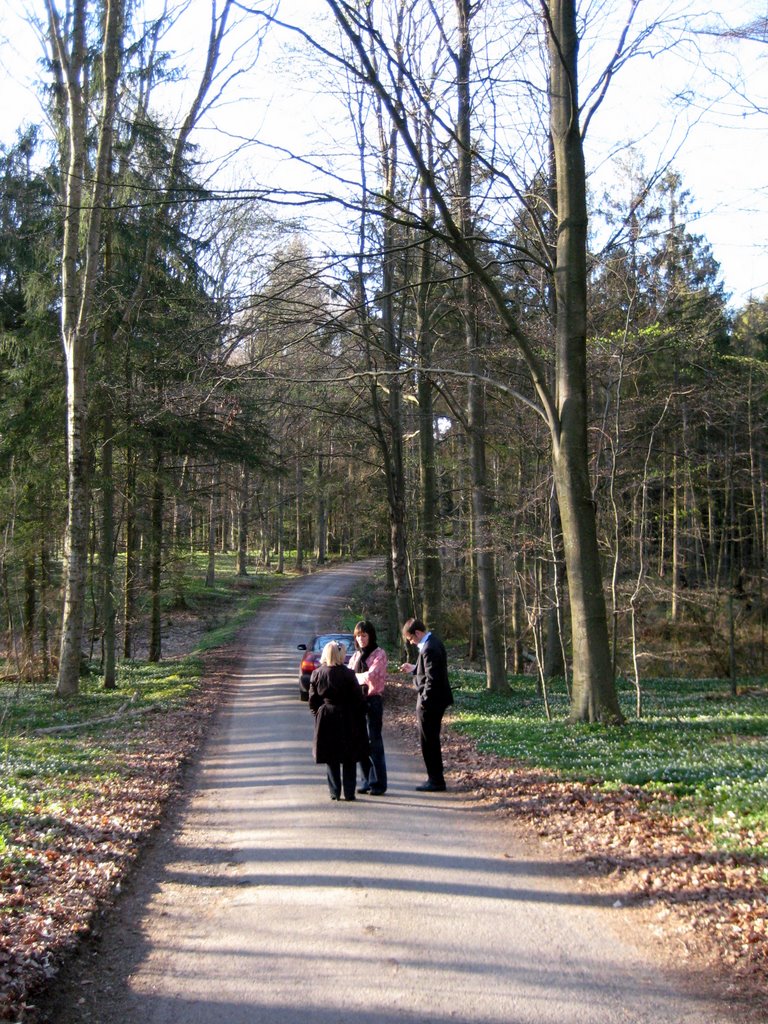 Danish SAD and a walk in the forest.