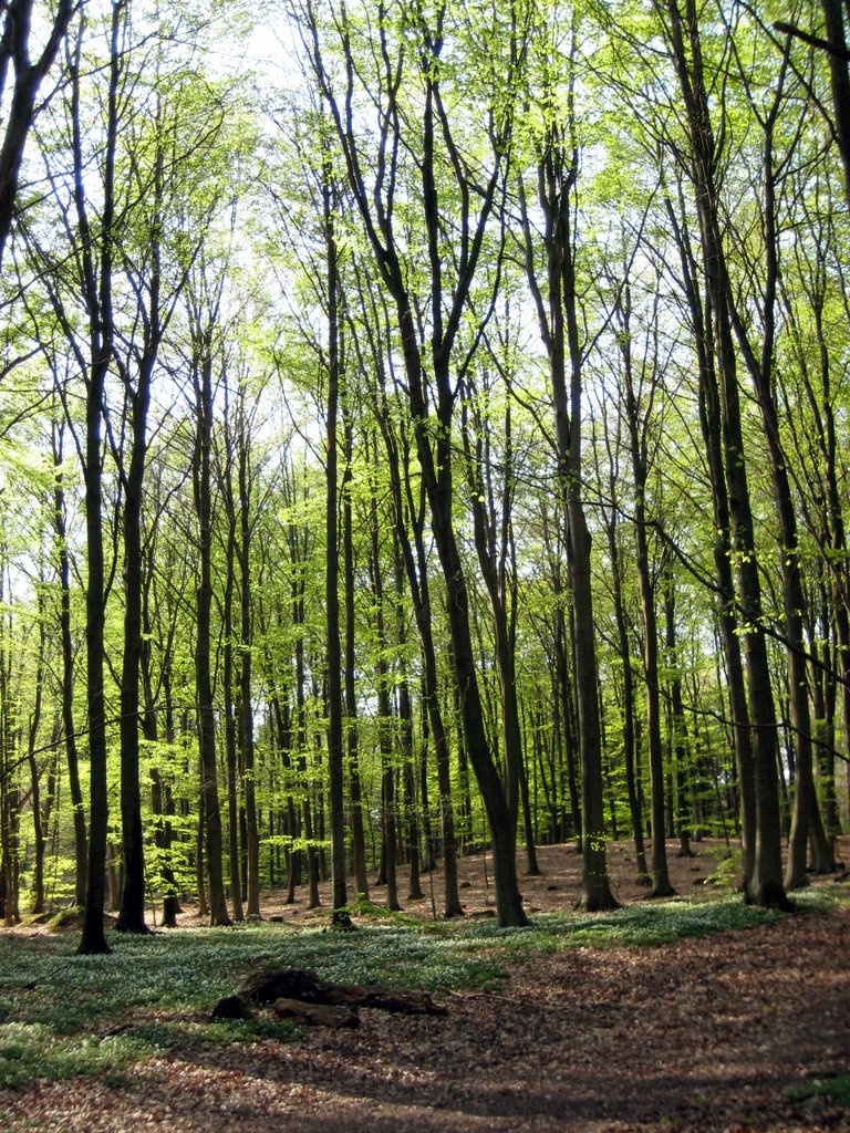 Coffee break in a forest near Fredensborg
