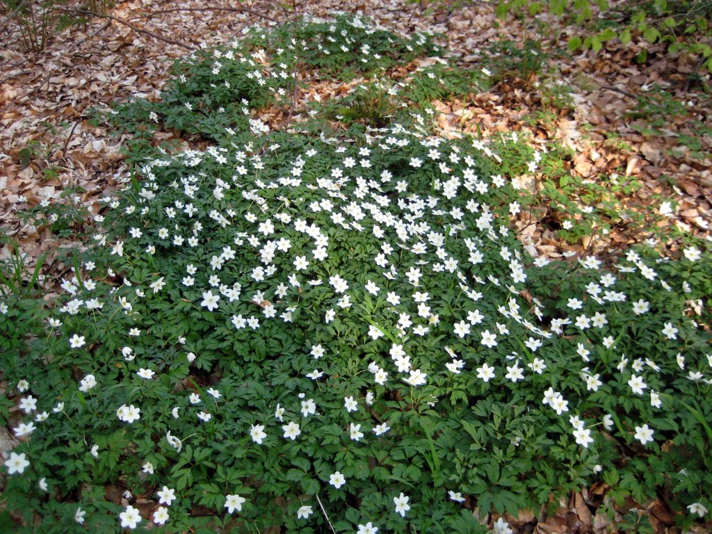 Coffee break in a forest near Fredensborg