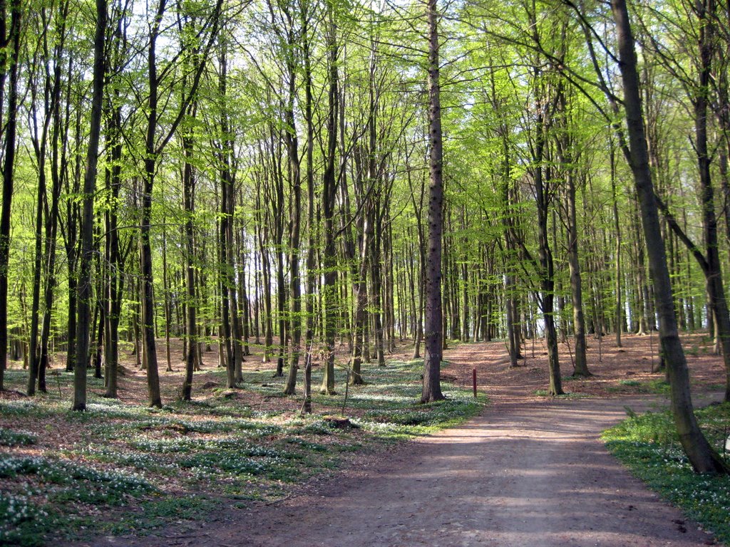 Coffee break in a forest near Fredensborg