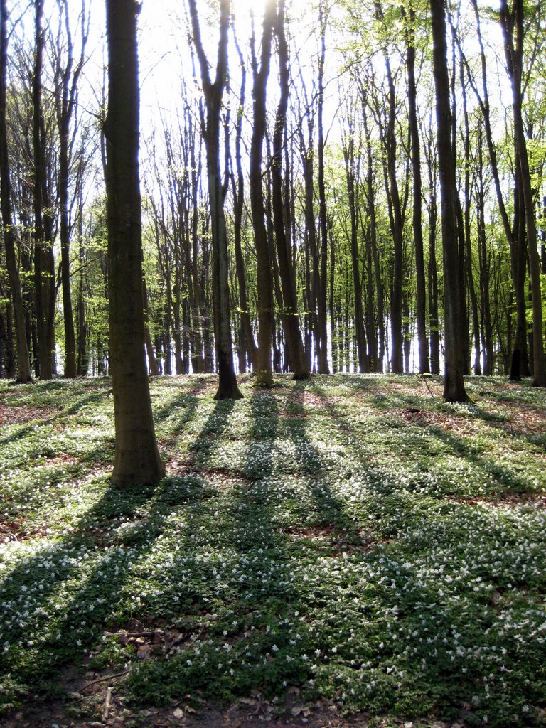 Coffee break in a forest near Fredensborg