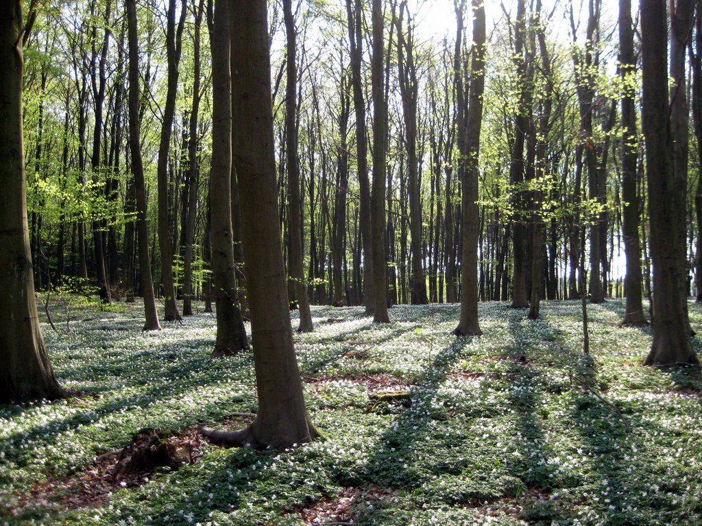 Coffee break in a forest near Fredensborg