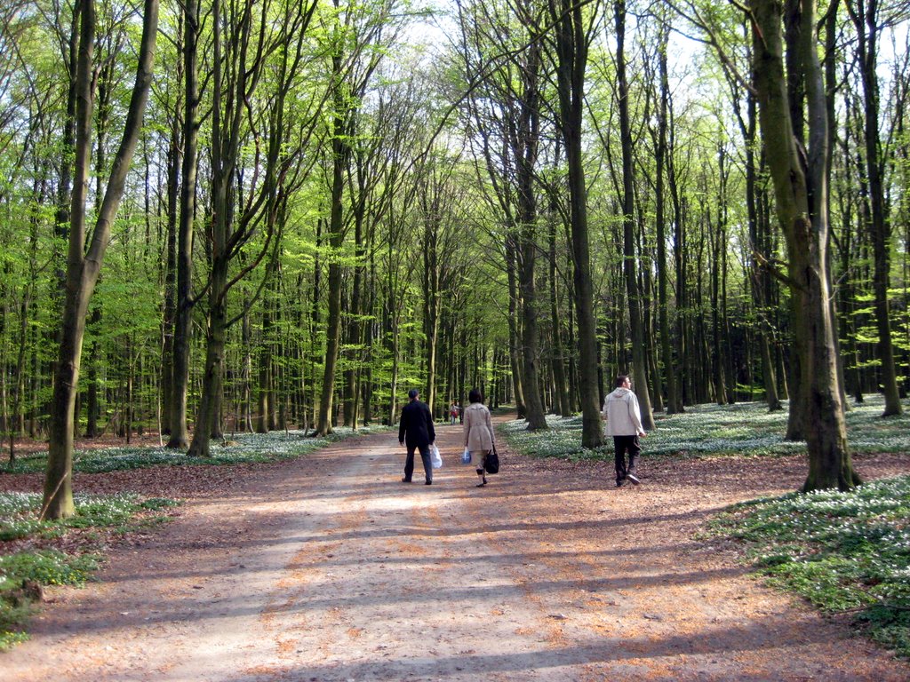 Coffee break in a forest near Fredensborg