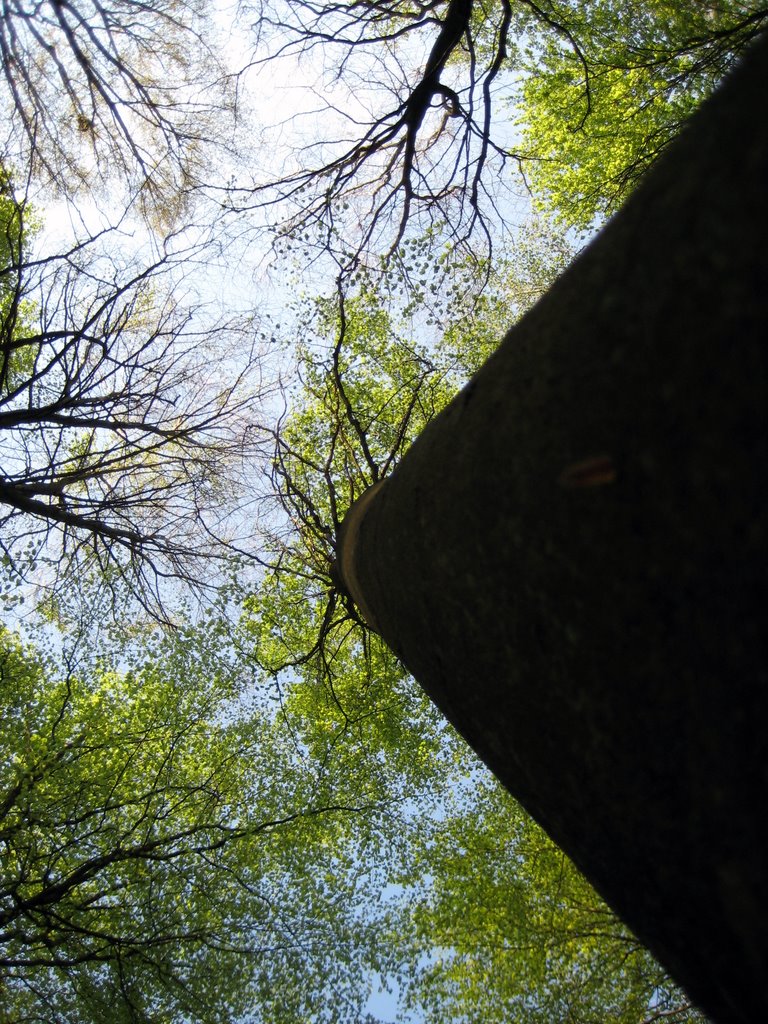 Coffee break in a forest near Fredensborg