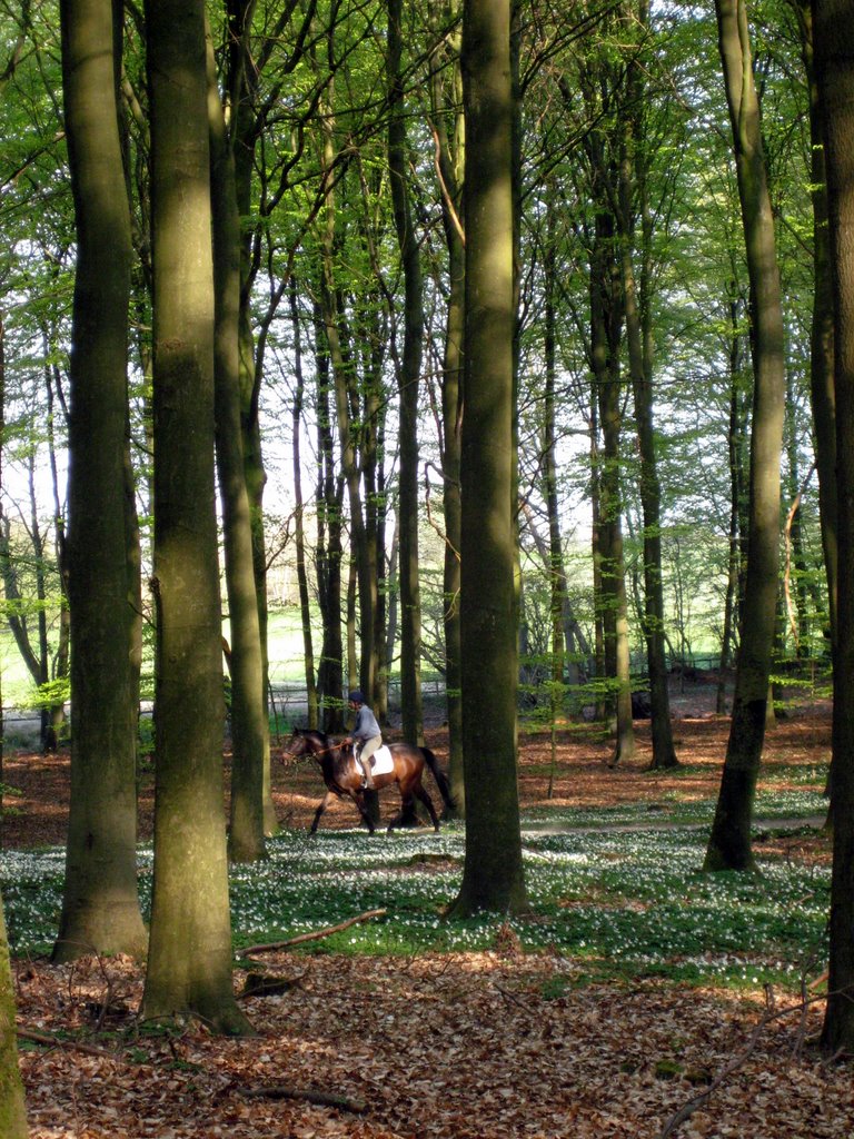 Coffee break in a forest near Fredensborg