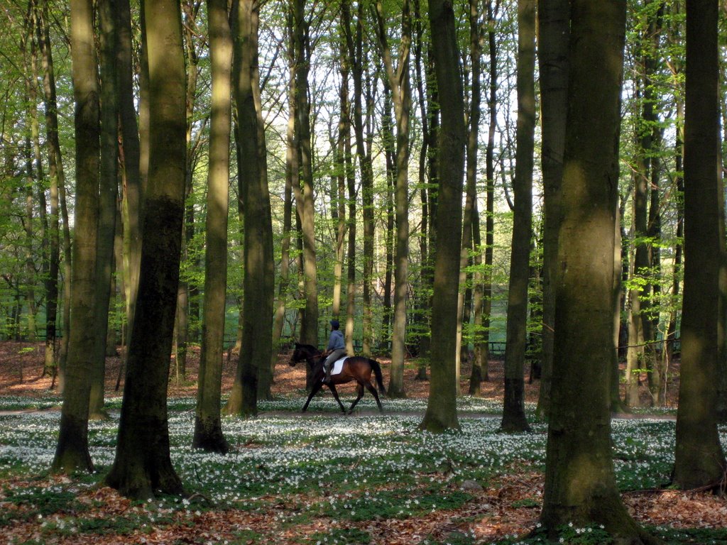 Coffee break in a forest near Fredensborg
