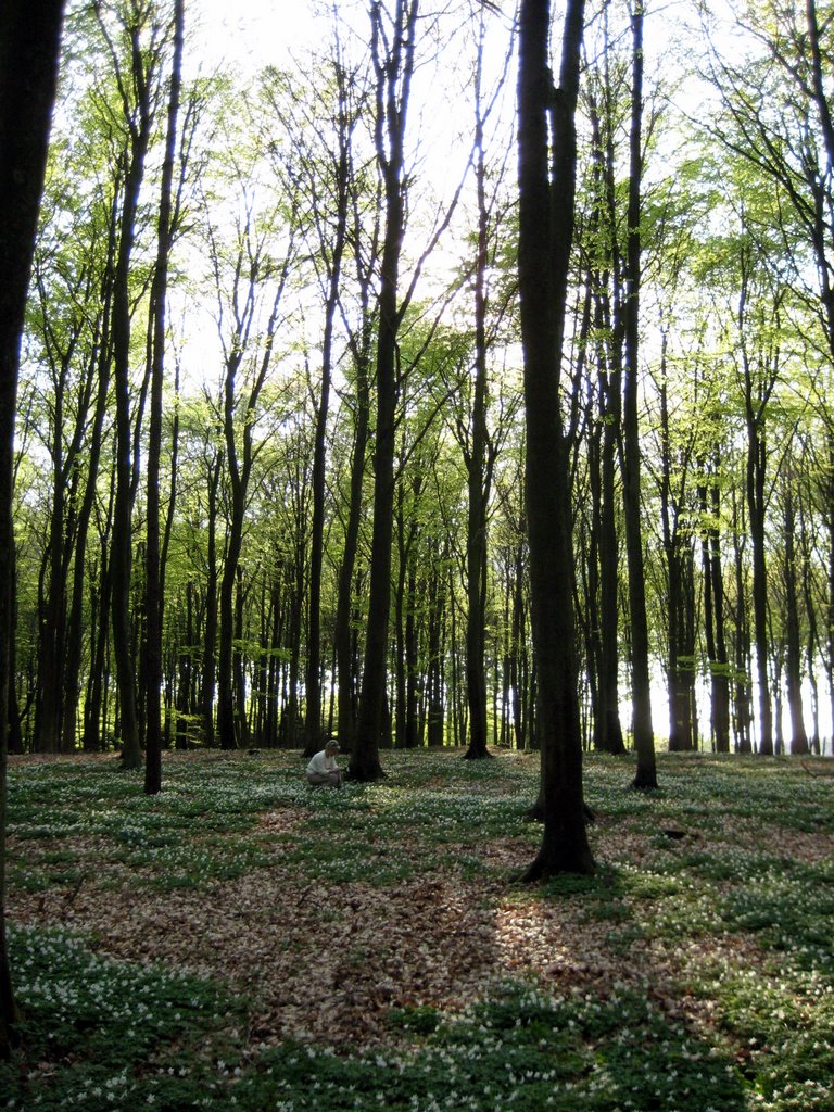 Coffee break in a forest near Fredensborg