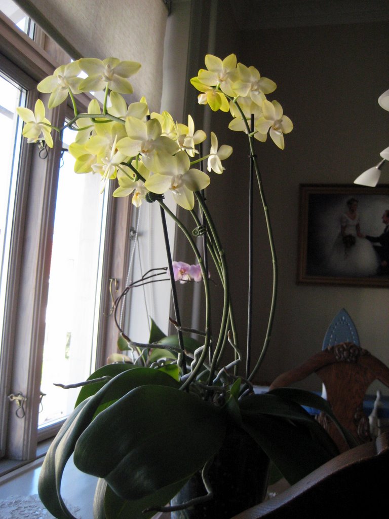 Esther's Orchids