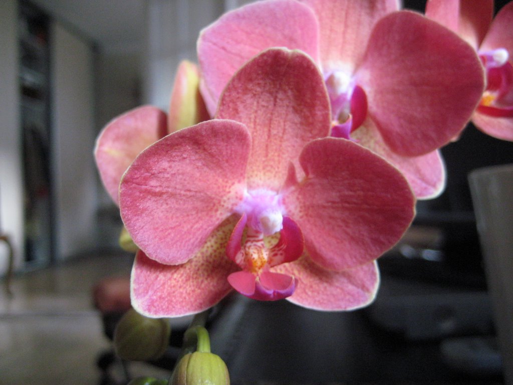 Esther's Orchids