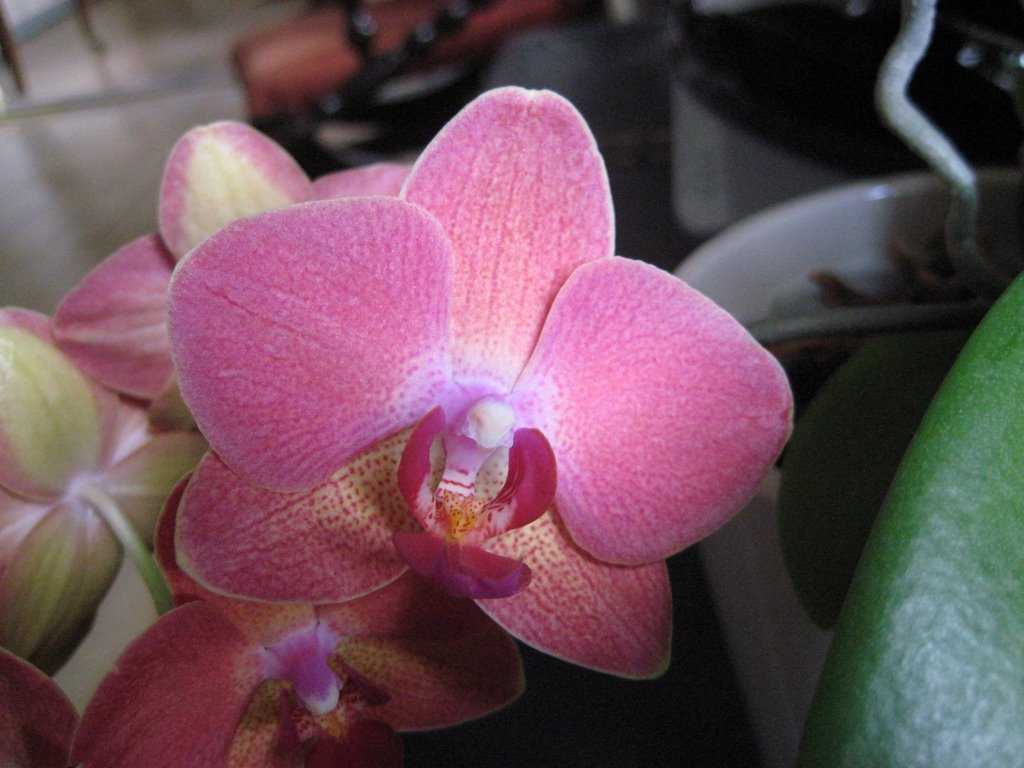 Esther's Orchids