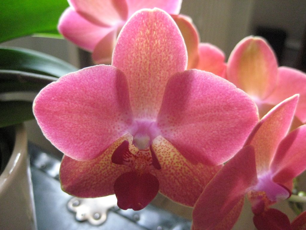 Esther's Orchids