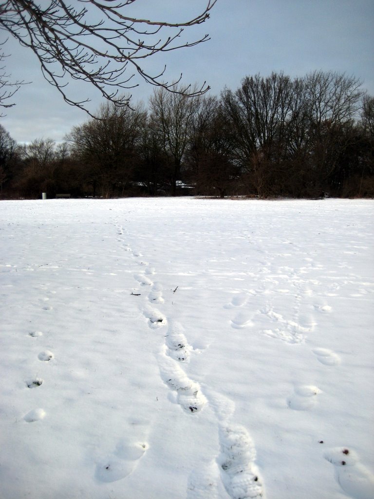 Icy photos from Valby Parken