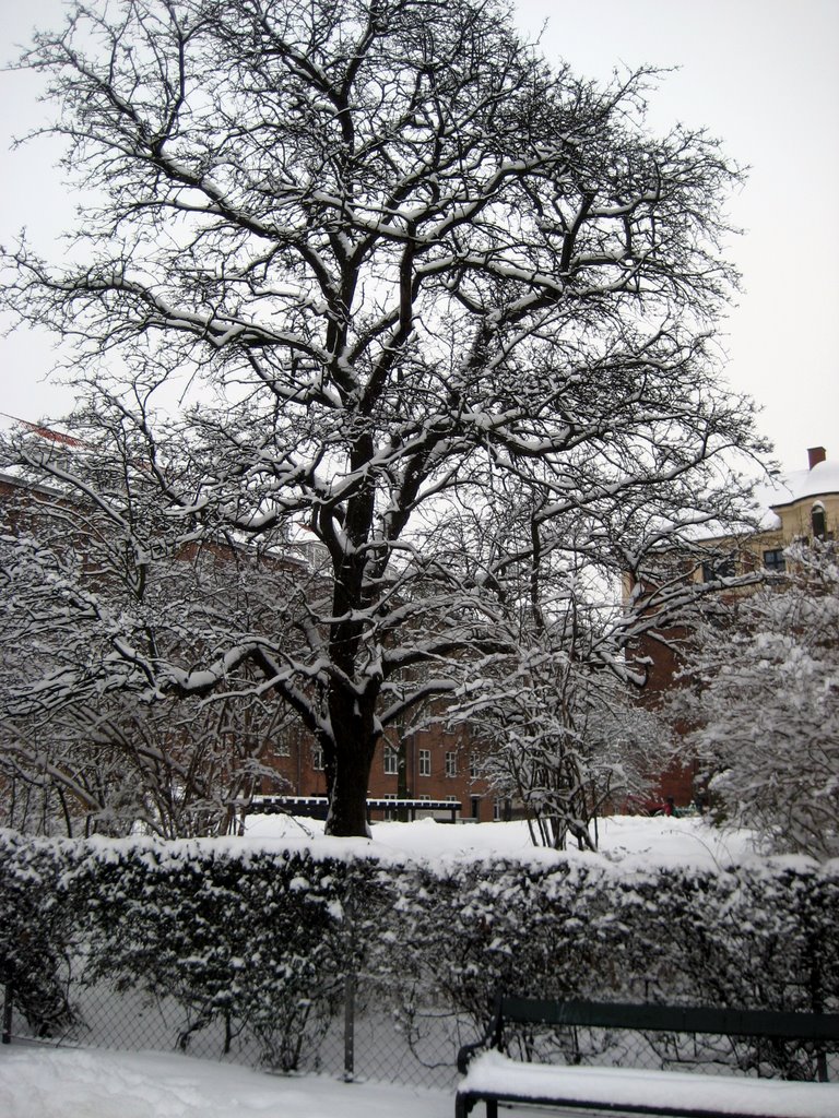 Lots of snow photos
