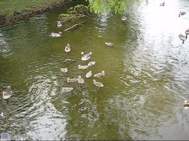 A Gaggle of Geese with their Goslings.