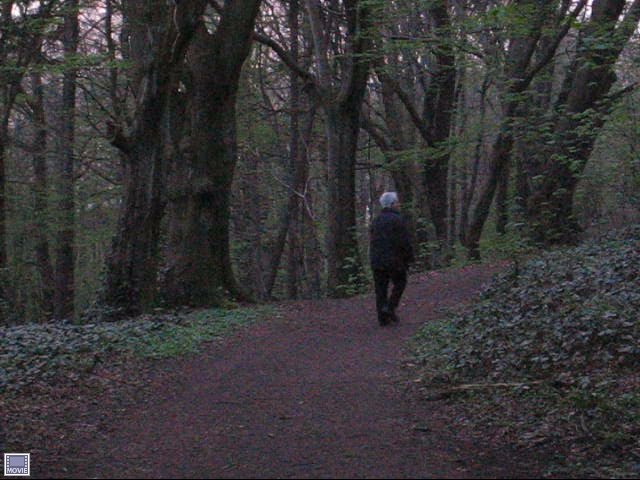A walk in the forest