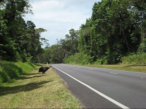 Cassowaries on the way to Mission Beach