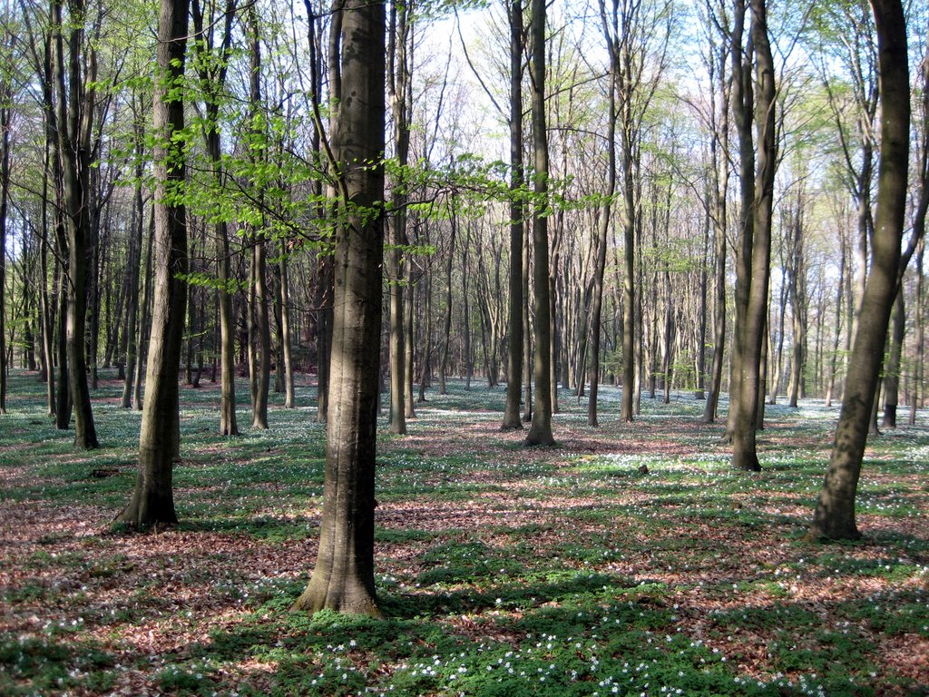 Coffee break in a forest near Fredensborg