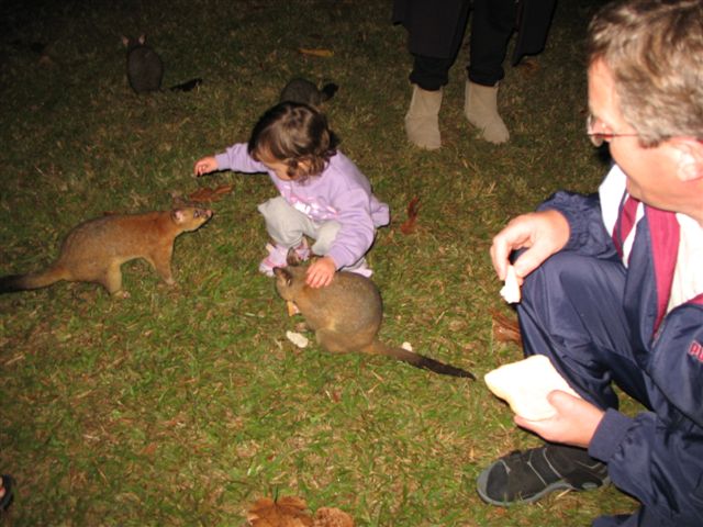 Possums in the Park