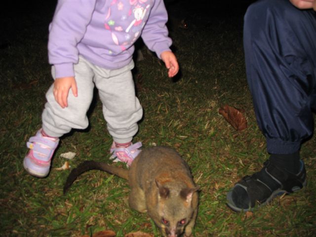 Possums in the Park