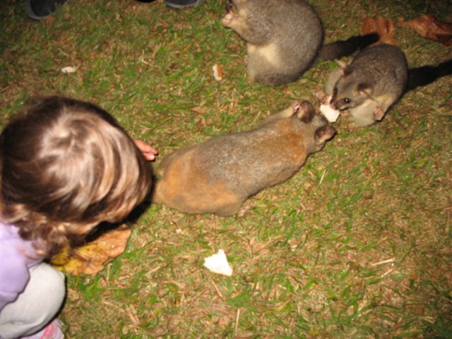 Possums in the Park