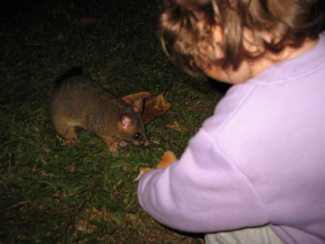 Possums in the Park